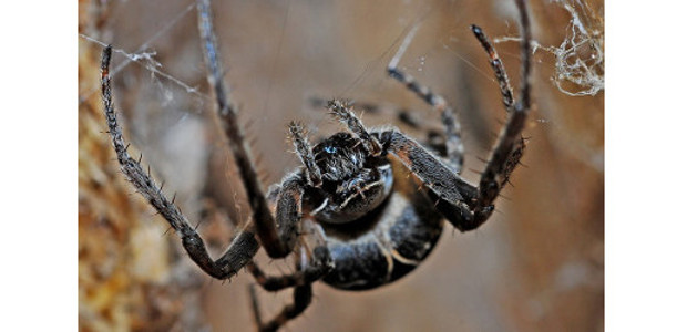 Get rid of spiders – 6 Natural and Effective Methods […]